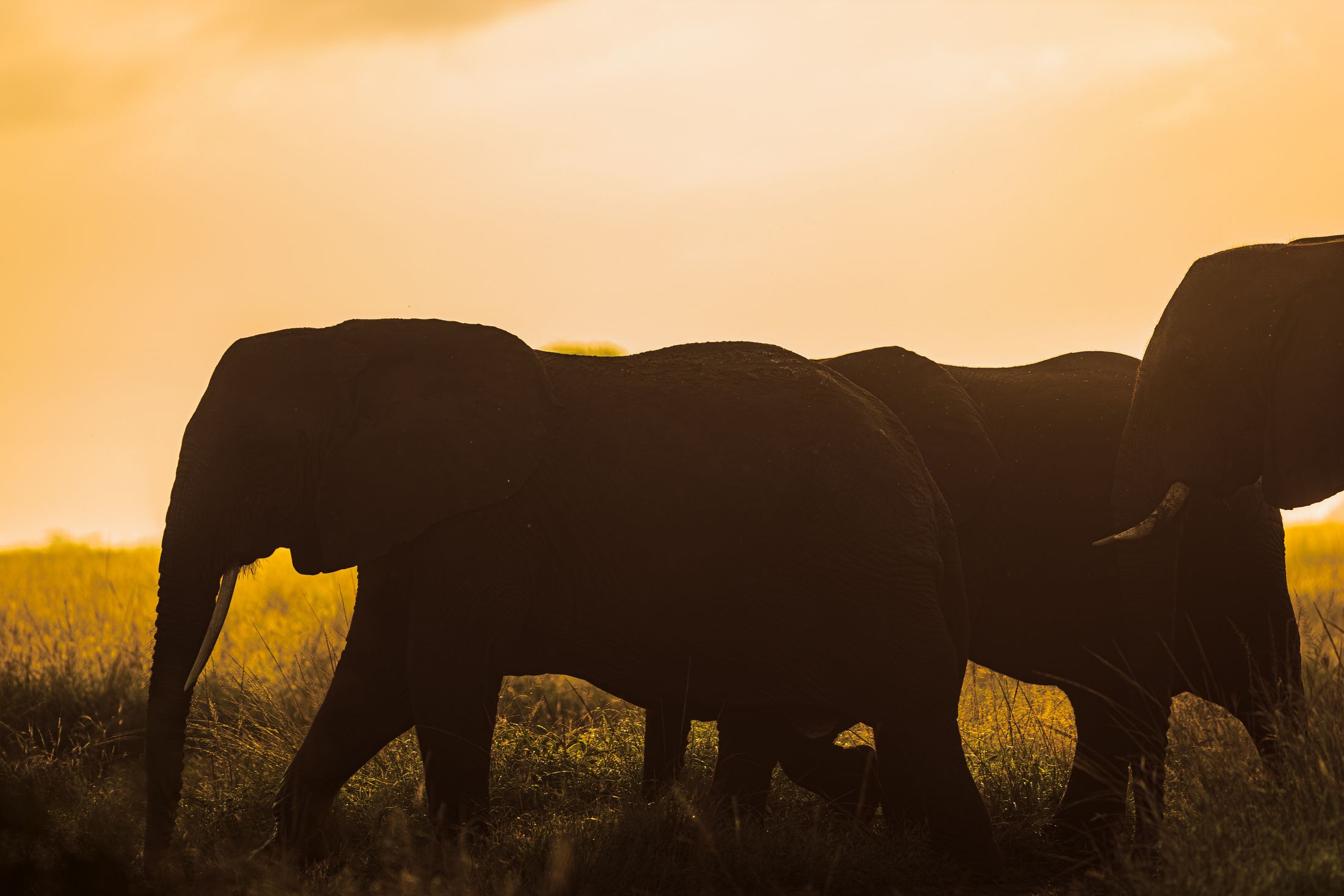 Elephants crossing the savanna at golden dusk in the Masai Mara